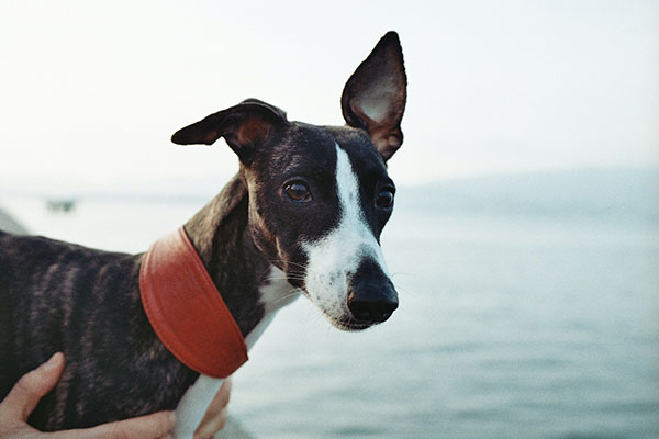pets & Co