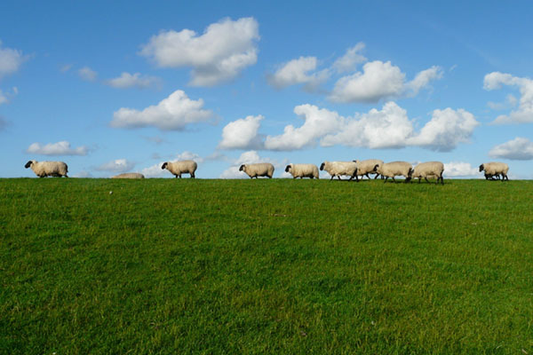 SCHAPEN OPHET DROGE
